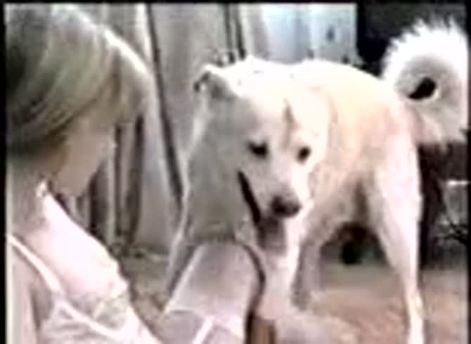 Video :Young blonde teen sucking dog dick and have dog sex